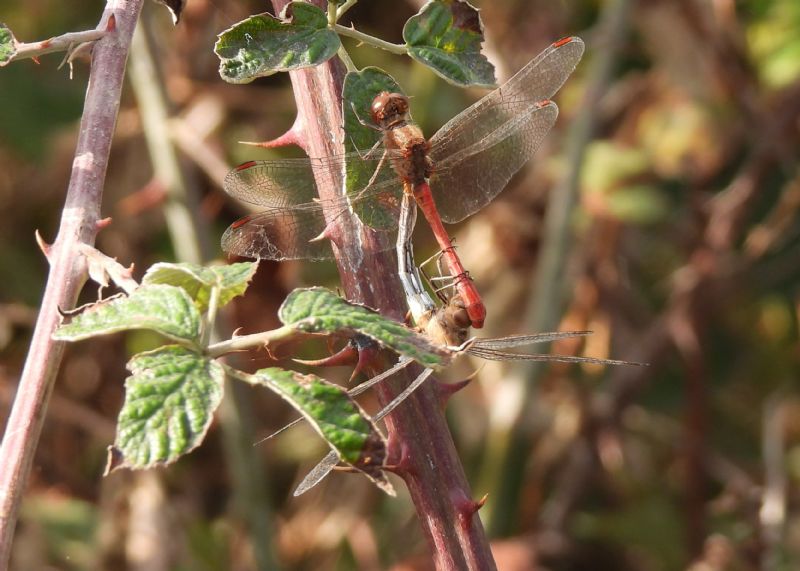 Sympetrum?